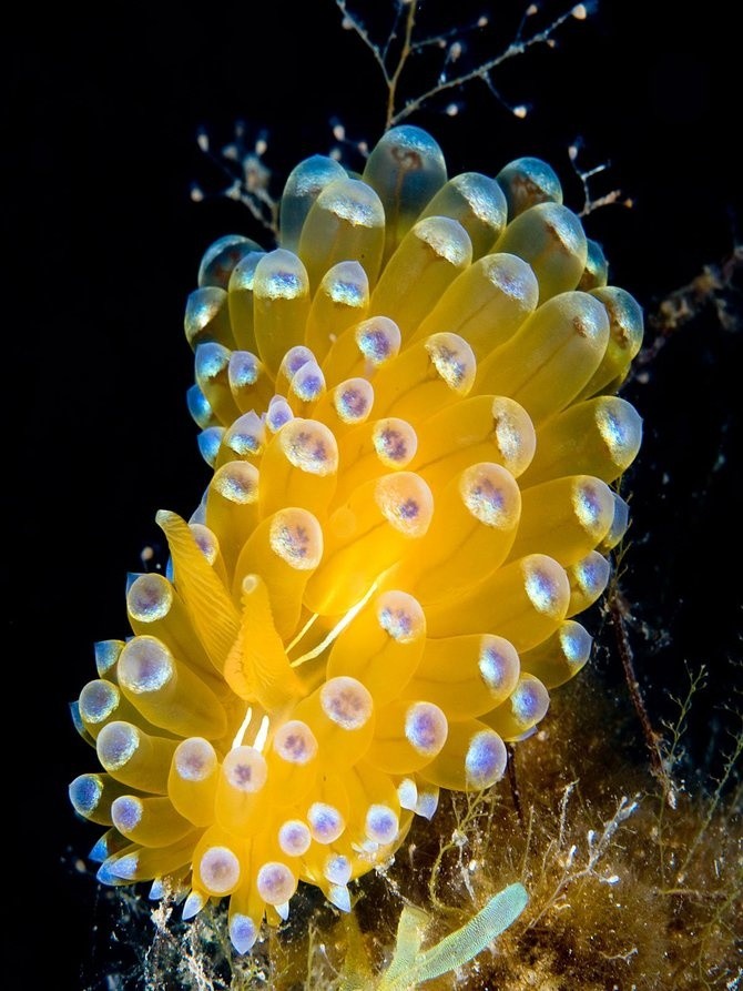 Photo:  Nudibranch yellow